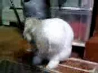 Poopie cleaning his face & ears :)