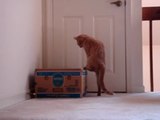cats fighing over who gets the box