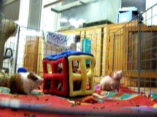 Baby skinny pigs at play