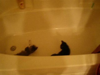 Sibling Rivalry and a Shower Curtain