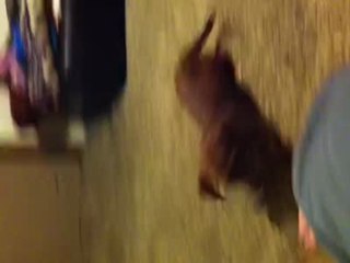dog running crazy