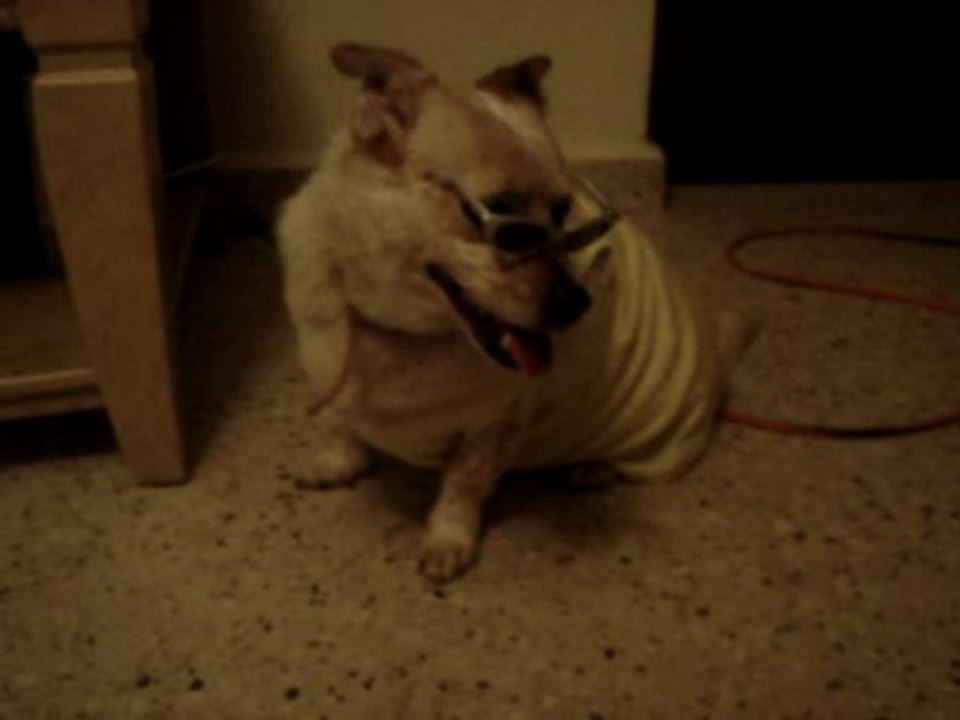 my dog dress up