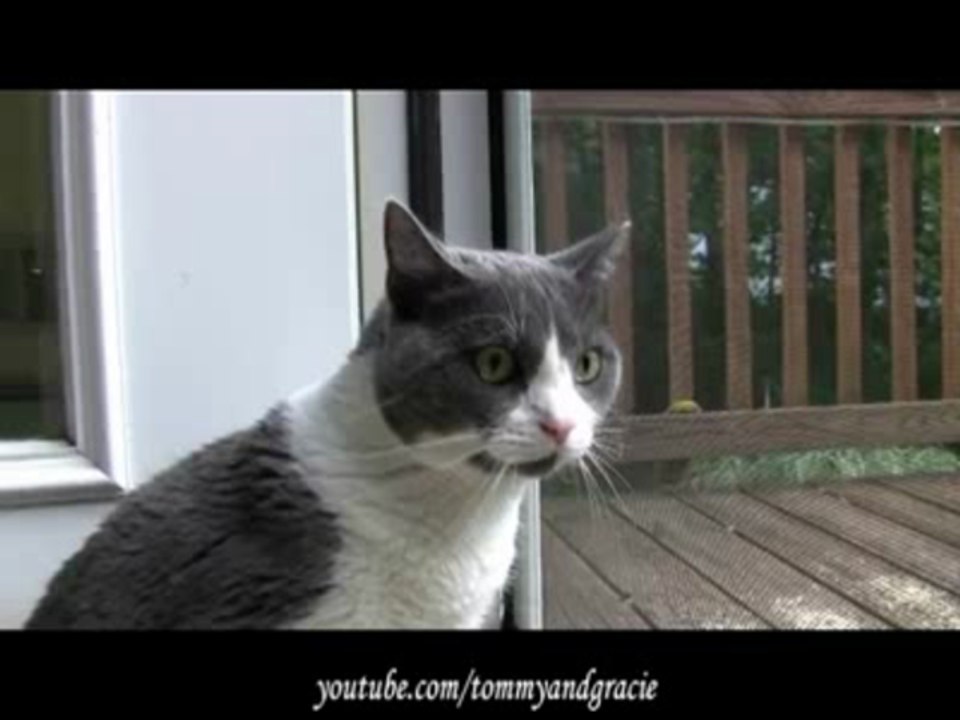 Cat vs. Squirrel