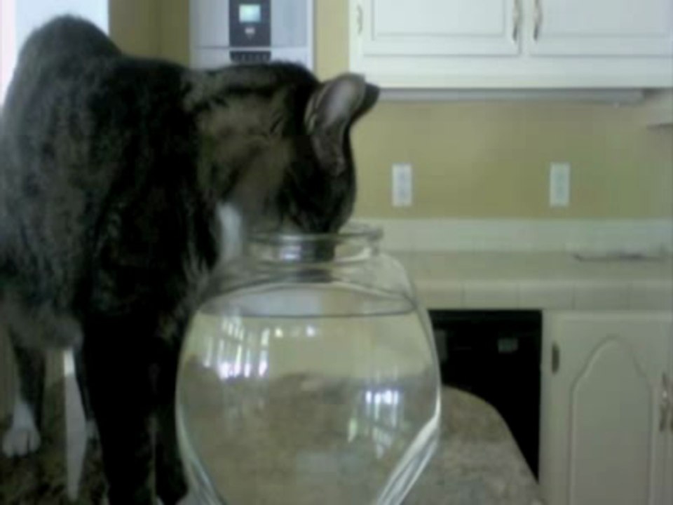 The Fish Funeral