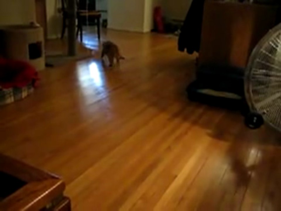 My Cat Loves To Fetch