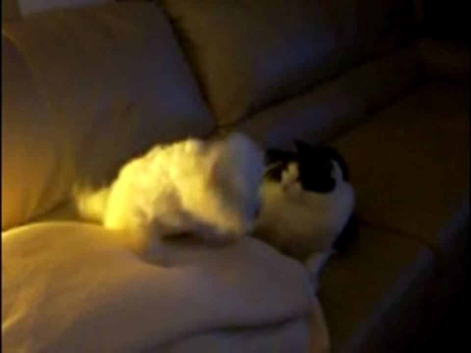 FatCat vs. Roma - Whack Attack