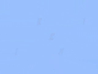 Takin' Care of Business--Shih tzu Sophie