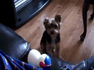 Dallas stares at Snowman Toy