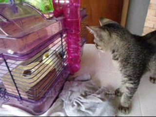 Ramona  cat vs. Gerbil