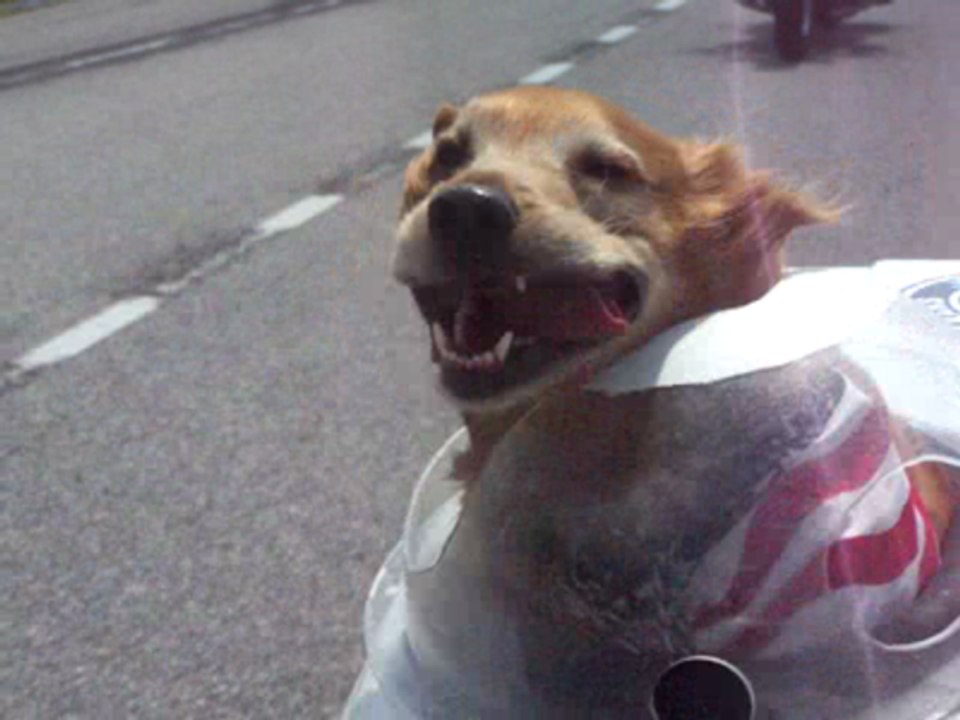 biker dog