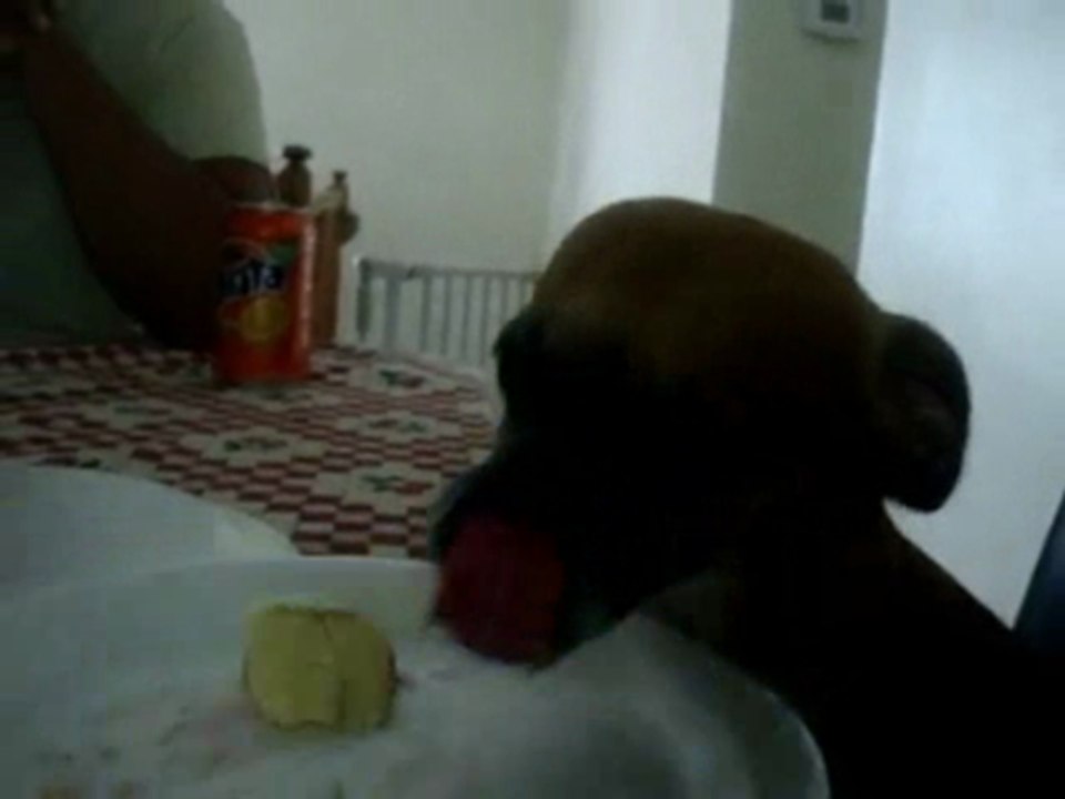 Dog smiling for cake