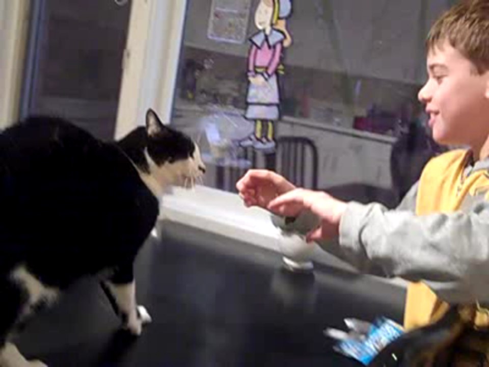 Cat Attack Boy