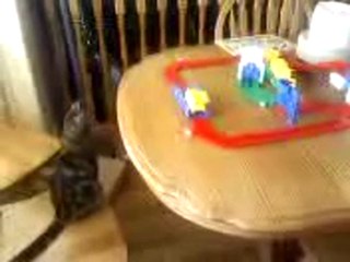 Kitten Watching Toy Trucks