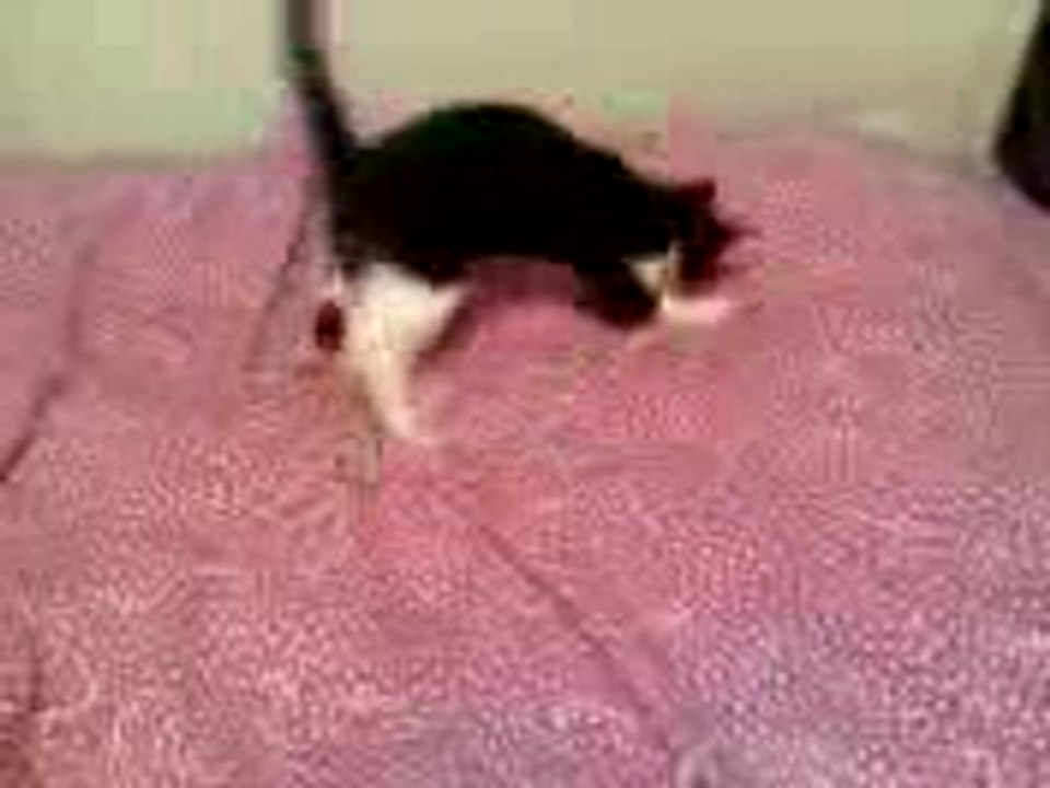 Kitten Attacking Blanket