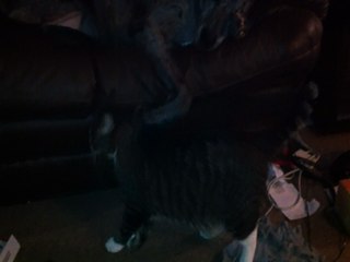 Kitty tries to get pats from sleepy dog.