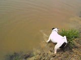 Buster trying to catch a fish