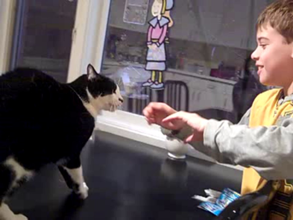 Cat Attacks Boy