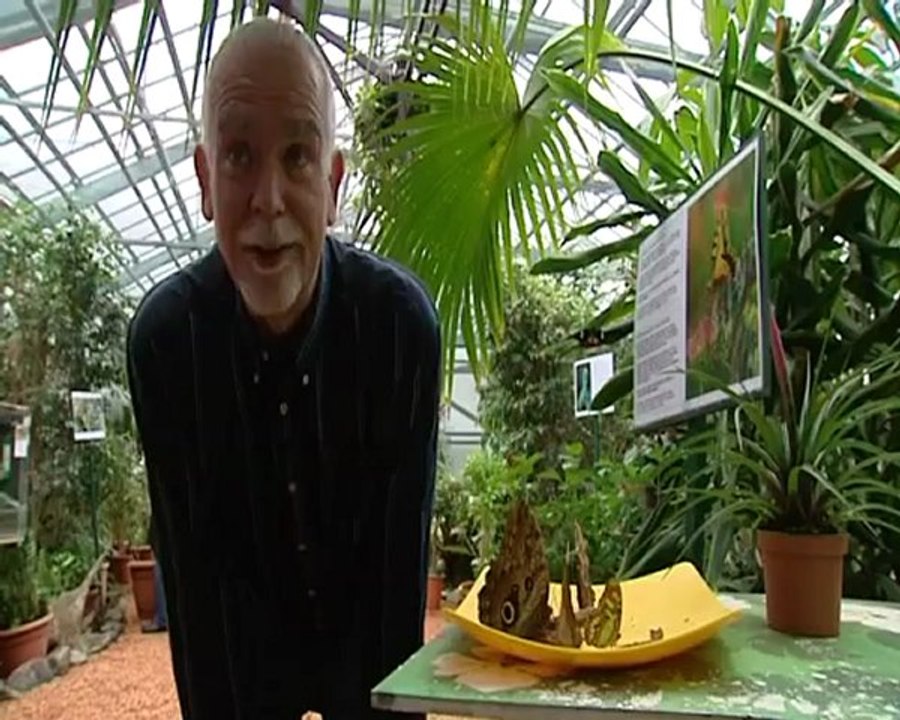 jardin des papillons à Hunawihr