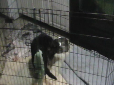 7 week old German Shepherd puppy playing tug in his pen