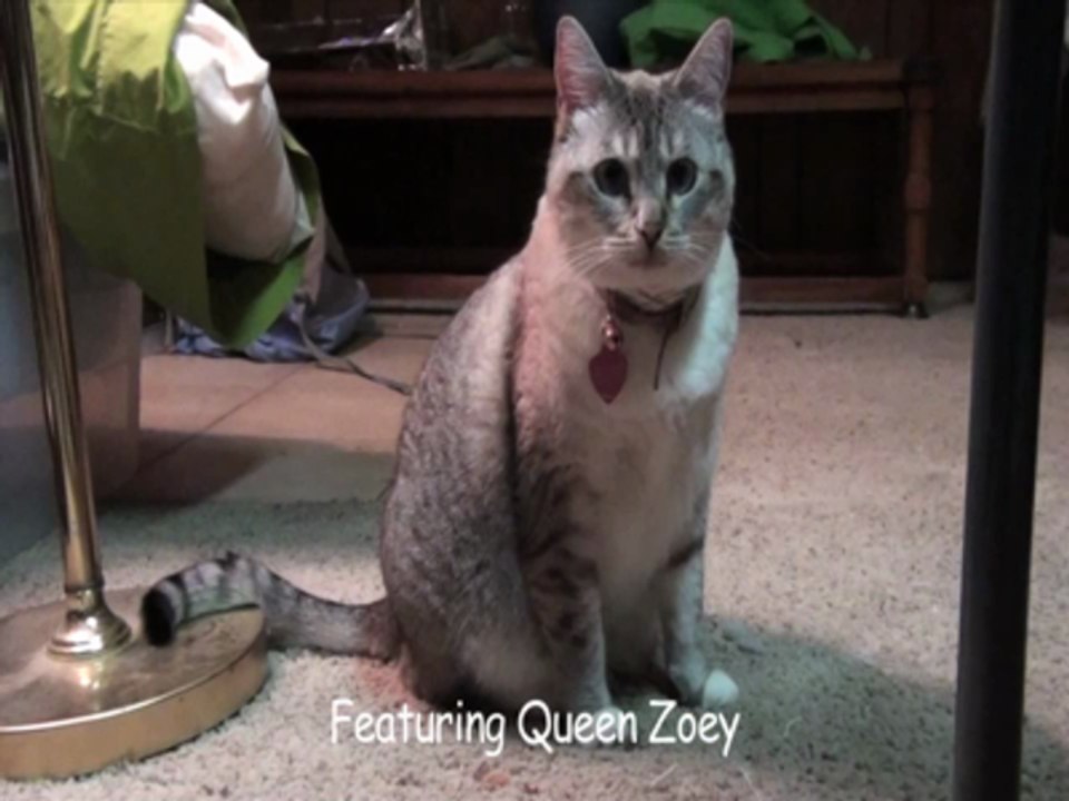 Laser Pointer