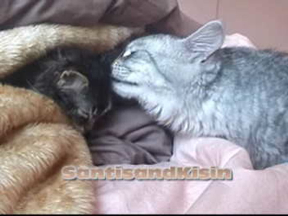 Affection between kittens