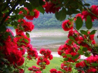 Asiyim Asabiyim Seni Seviyorum Yazgım// Bahri Gökçe...
