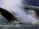 Deniz Aslanı ve Katil Balina