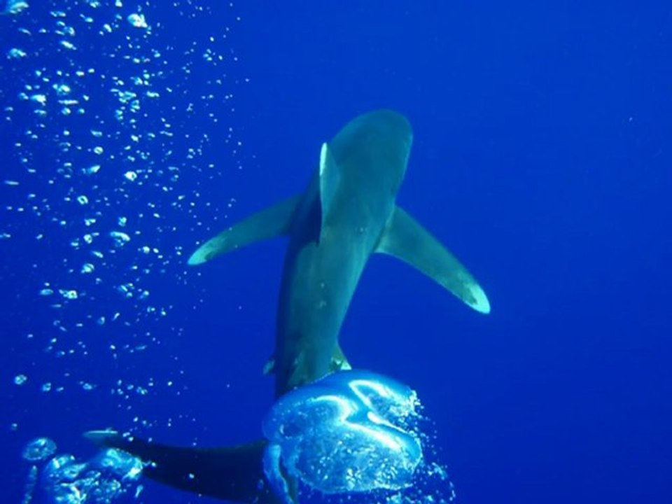 sortie requin 2012