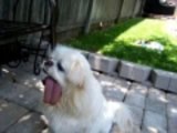 little dog with Texas-size tongue licking ice cream