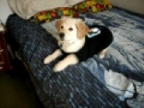 Golden Retriever has a Barking Fit