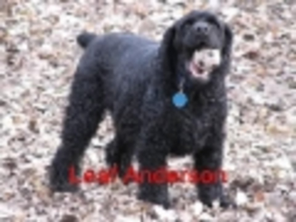 Problem-Solving -- Wisdom from the Dog Park Series