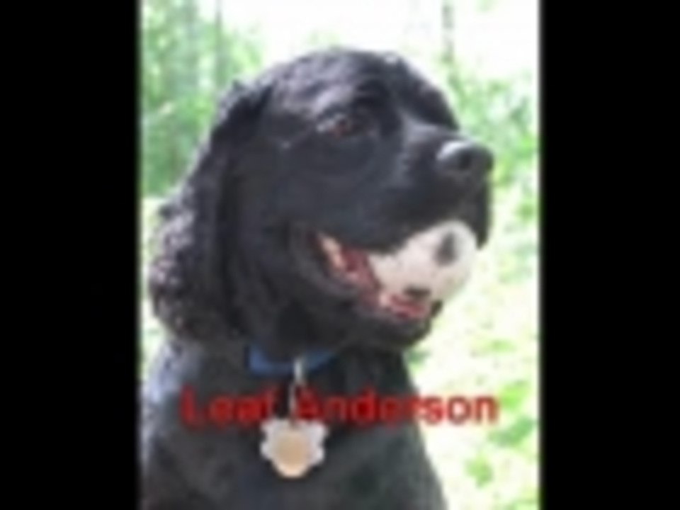 Belief -- Wisdom from the Dog Park Series