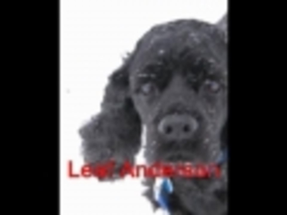 In Between -- Wisdom from the Dog Park Series