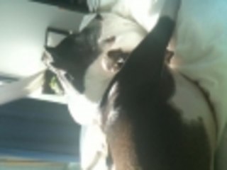 jack ash and poco lazy day