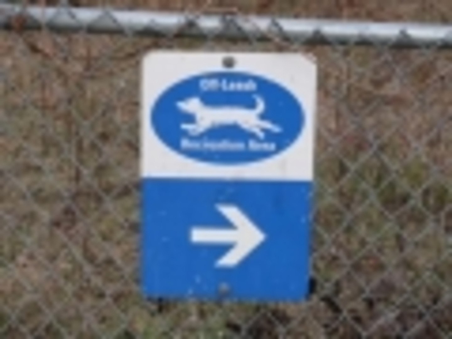 Funny Dog Enjoys Dog Park