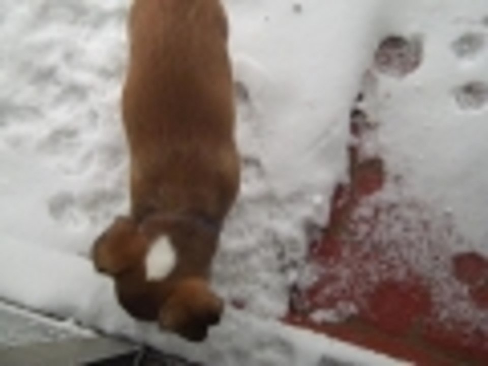 Rooneys First Snow