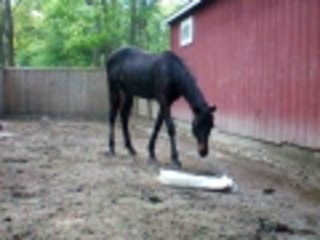 plastic bag attack horse