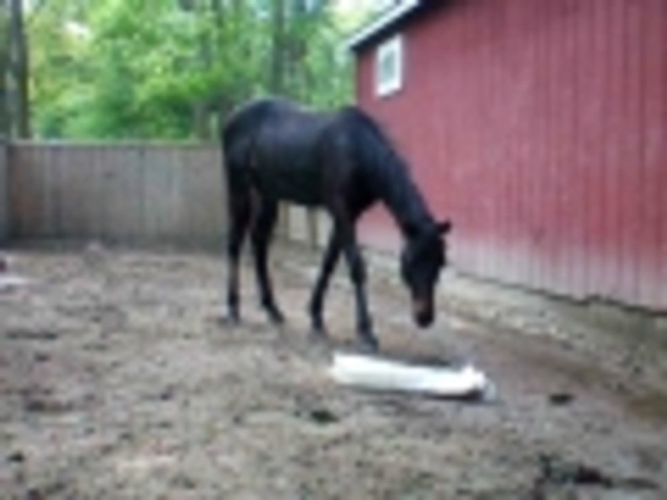 plastic bag attack horse