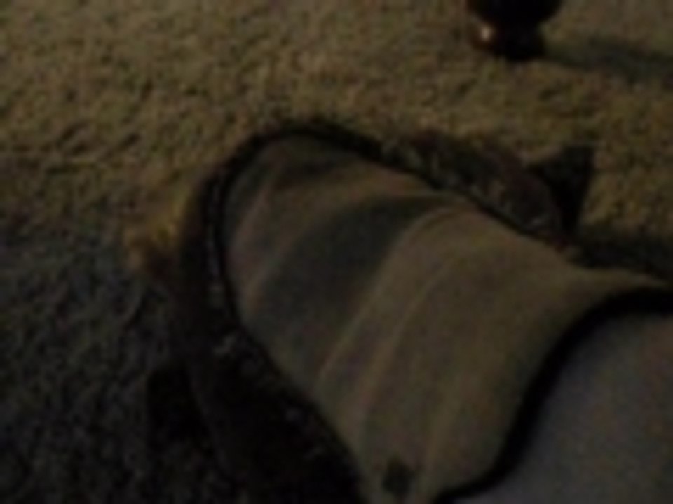 Turtle Itchy Dance