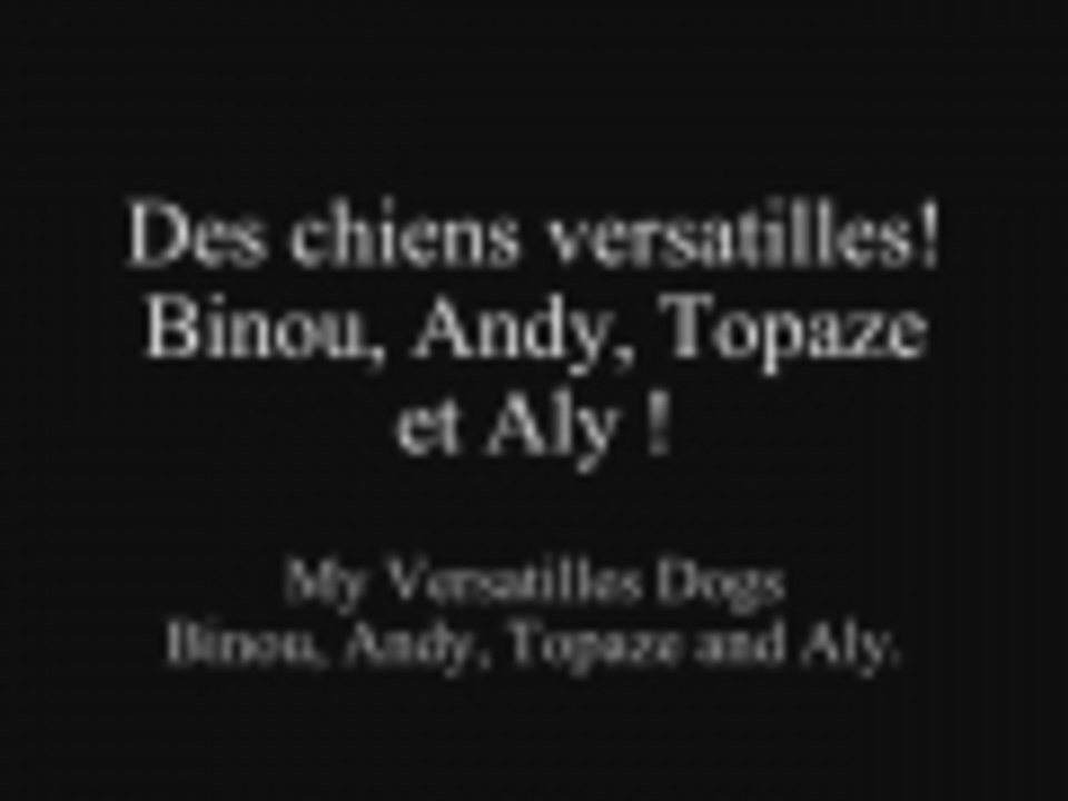 My Border Collie Herding