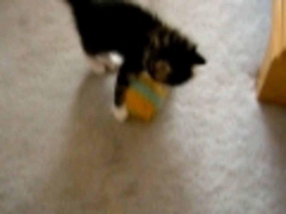 Cinco Does Summersault