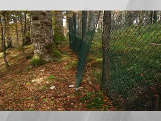 cansiglio recintato contro i cervi