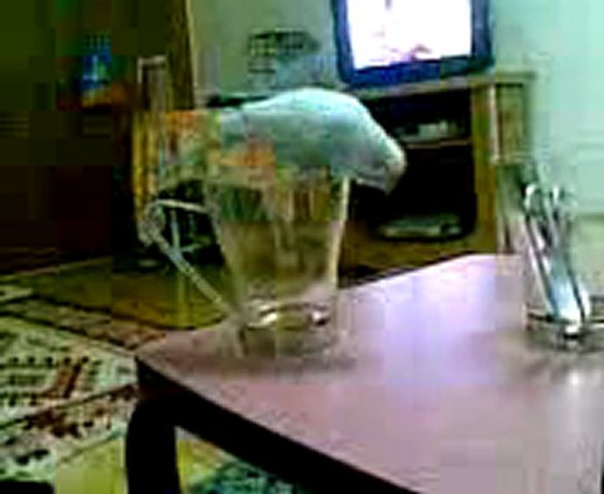 bardakla uğraşan kuş