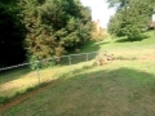 Sam our backyard deer friend