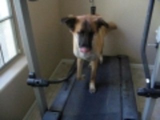 COCCO ON THE TREADMILL