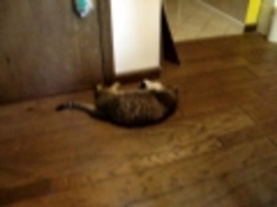 kitty washes her face with washcloth