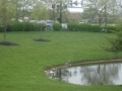 great blue heron catches a fish right in town