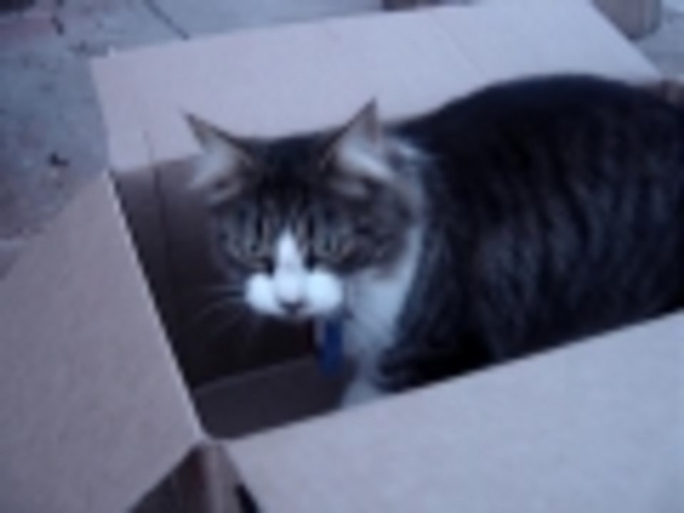 meeka is in a box