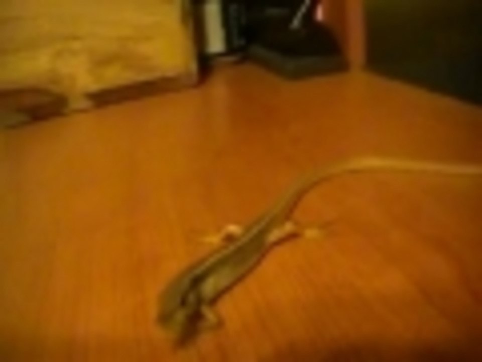 Lizard Fail