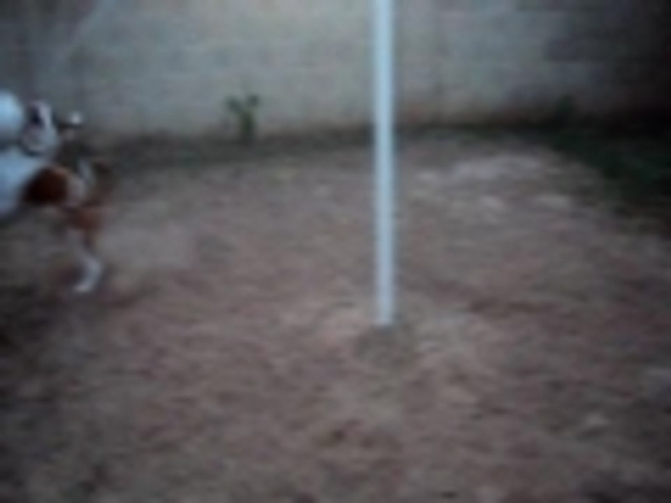 Capone playing tetherball